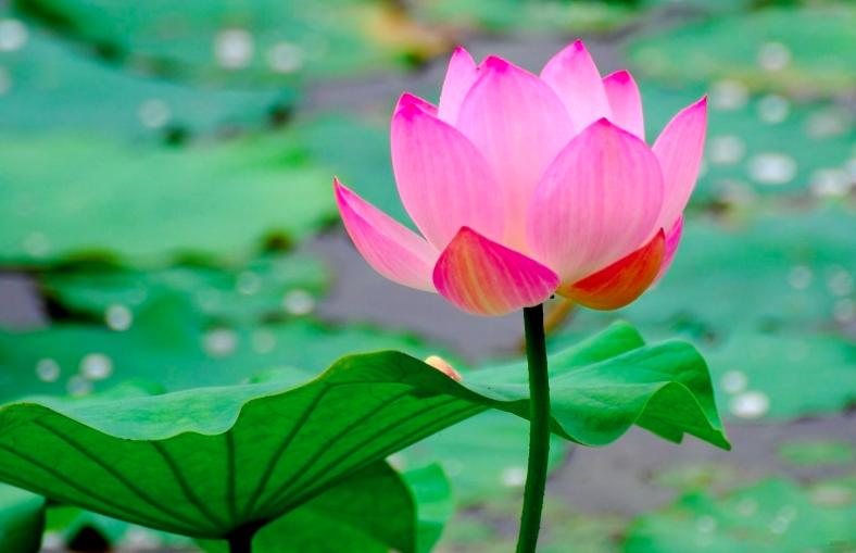 杨万里最经典的荷花一首诗,杨万里写的关于荷花的诗有哪些呢