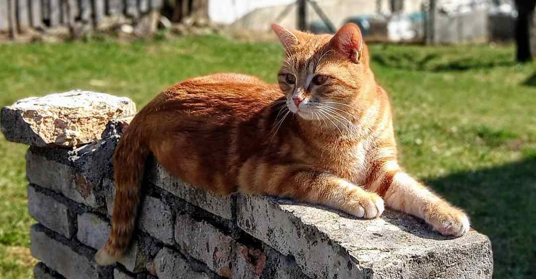 猫咪支原体衣原体什么症状,猫咪衣原体感染一般多久可以治愈