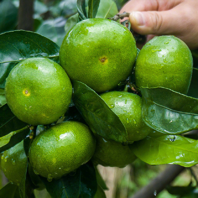真怀念啊用英语怎么写,真正的酸酸甜甜的橘子