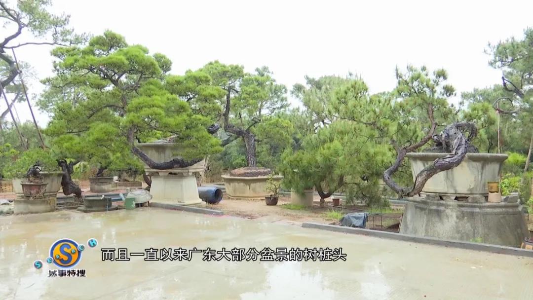 罗汉松树盆景精品欣赏,广州罗汉松盆景