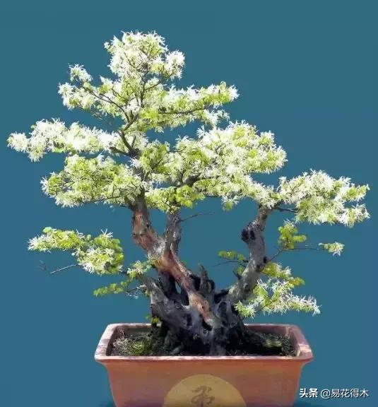 白檵木盆景图片欣赏,异形白花檵木盆景