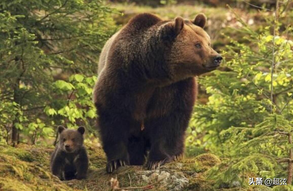 人类如果碰到了熊该如何自保,如果被熊袭击该怎么办