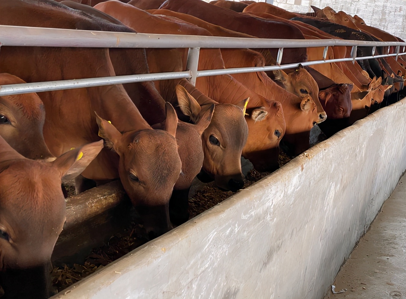 牛得了瘤胃积食一般治愈得几天,牛瘤胃积食症状及治疗