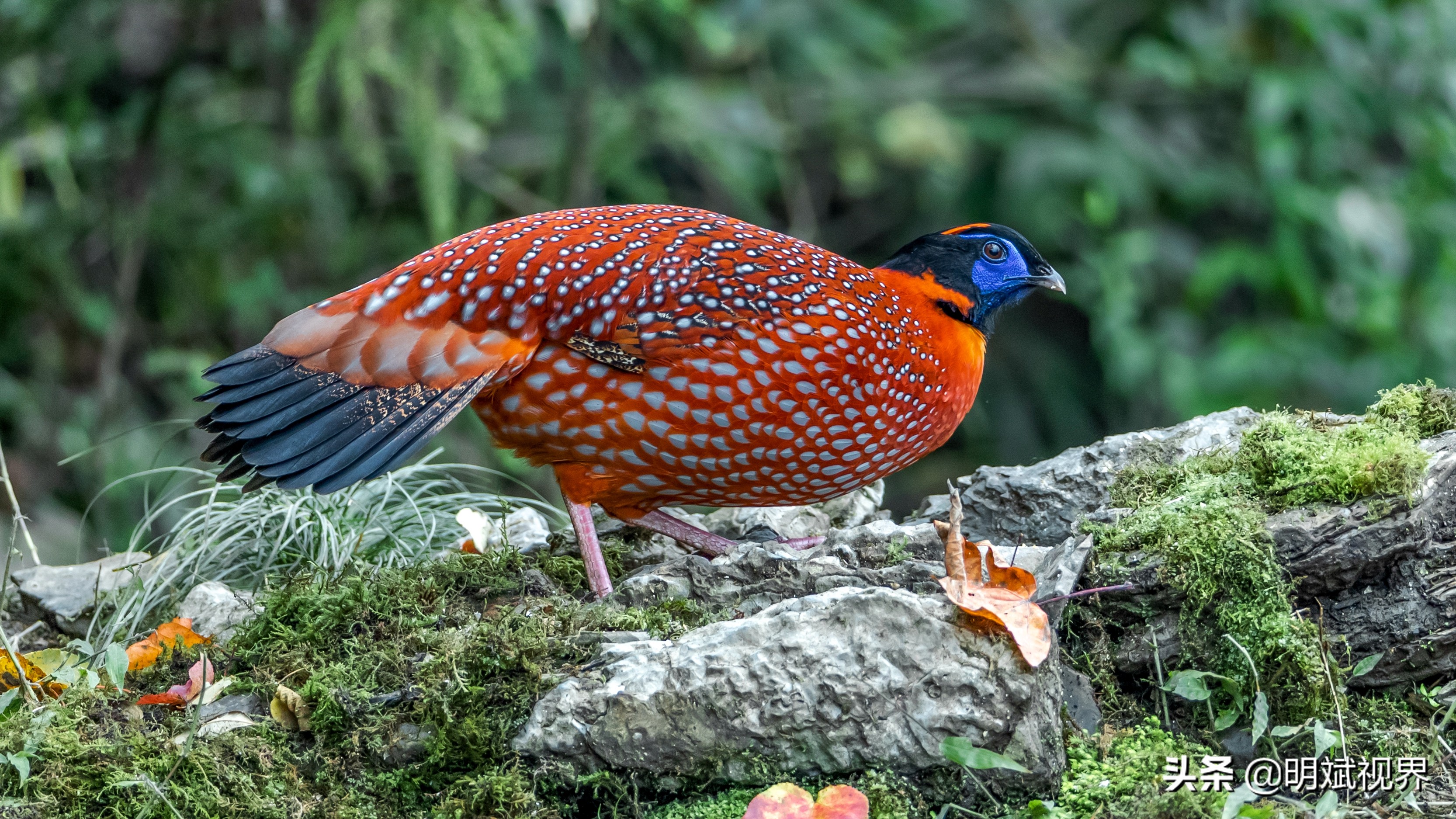 南川红腹角雉图片,重庆南川红腹角雉拍摄点