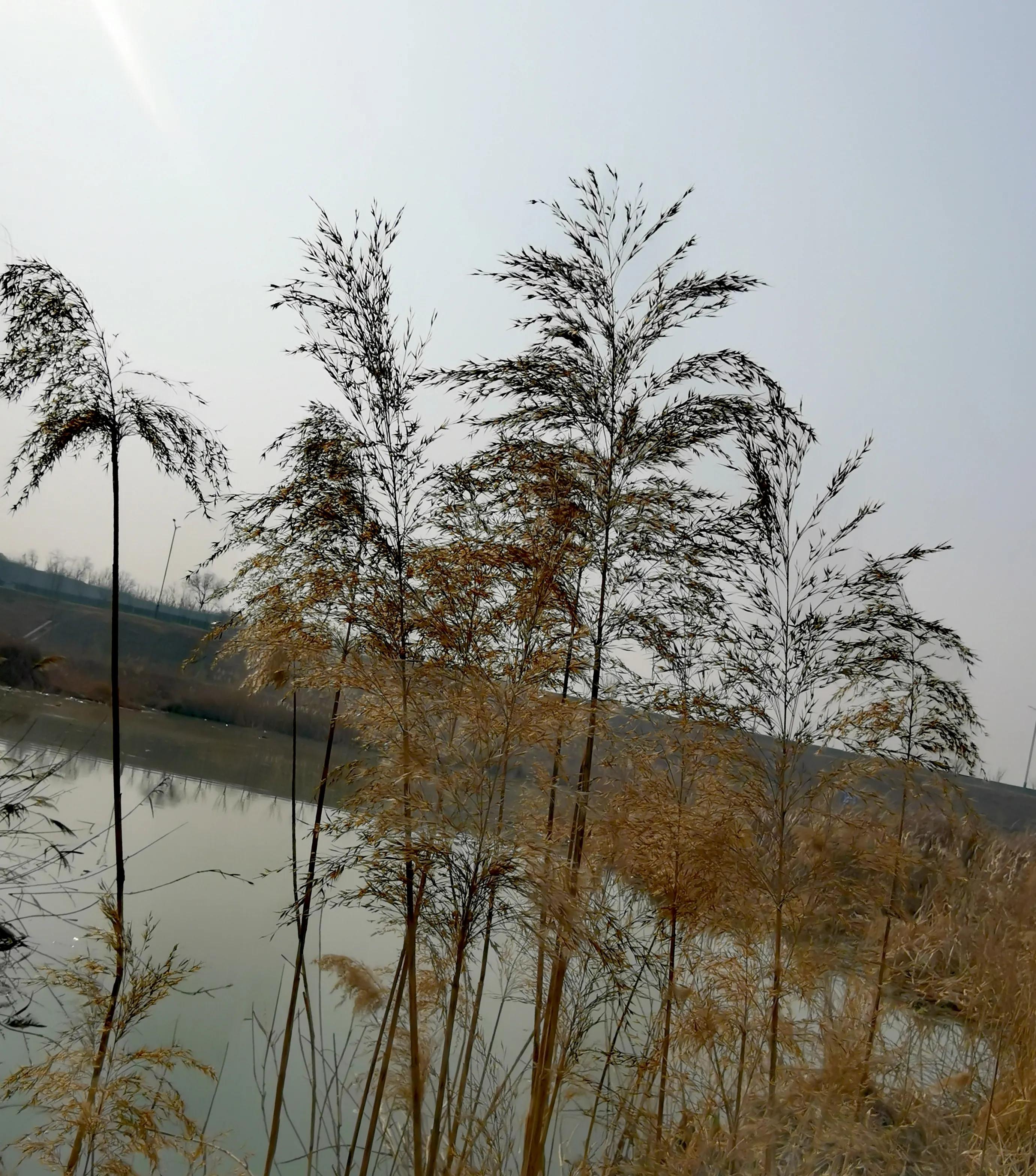 大年初一逛栎阳湖湿地公园,柳色遥看近吐绿,春归石川河!