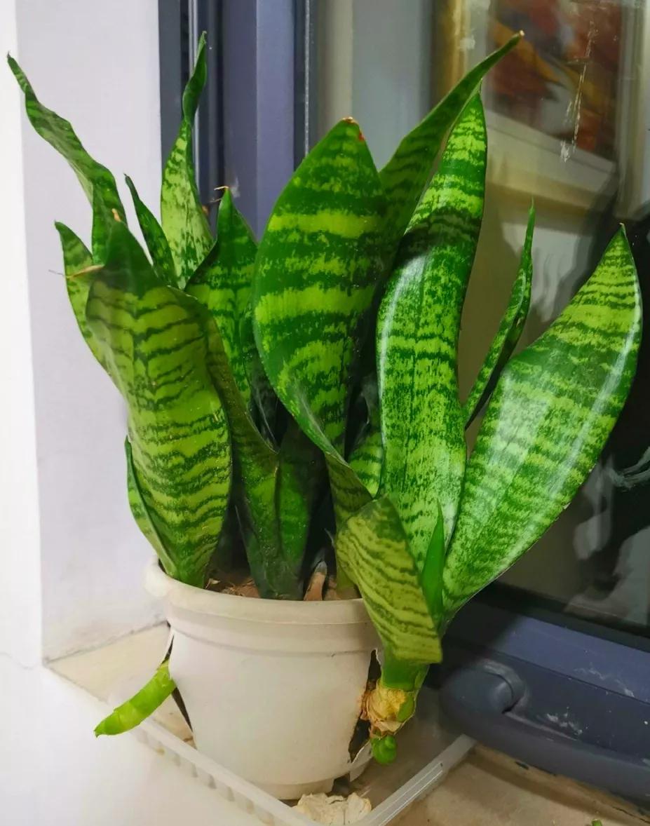 养花最好的颗粒土,碎砖养花的正确方法