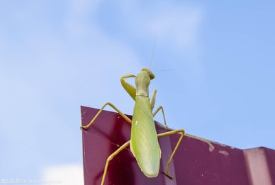 动物世界螳螂的生活习性,动物世界自相残杀视频大全