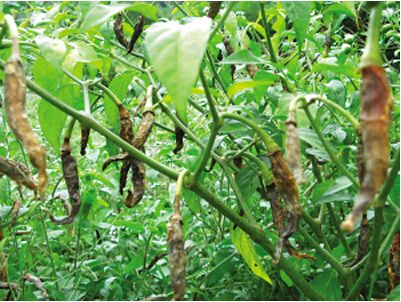 辣椒死苗烂棵的原因和防治方法，辣椒施什么水溶肥料好？