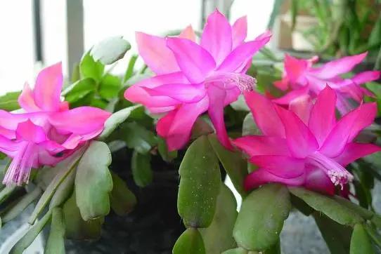 几月份种花比较适合,几月份种花是最好的