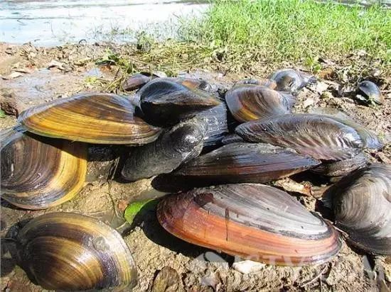 河蚌先生,河蚌先生啥意思