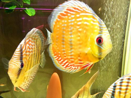 让你欲罢不能又爱又恨,这些观赏鱼简直太萌了