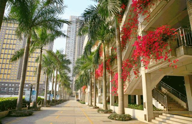 娣卞湷绂忕敯涓2020,绂忕敯涓2020