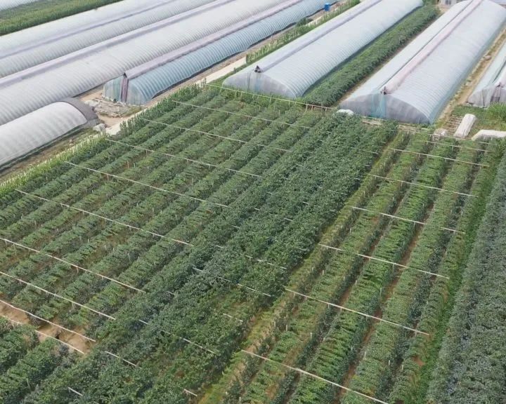 营口鲅鱼圈葡萄苗,营口鲅鱼圈葡萄种植