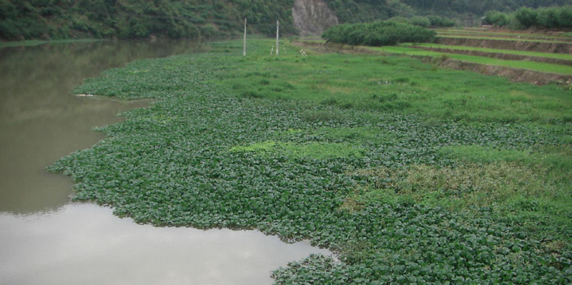 水葫芦在我国泛滥成灾说明了什么,为什么河里的水葫芦很难被根除