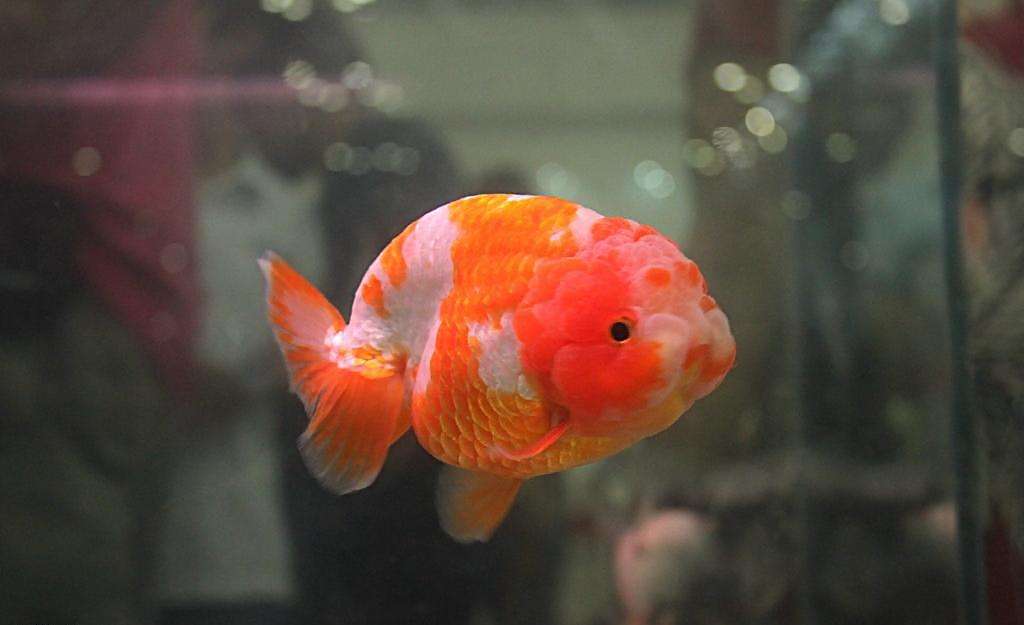 鱼缸要不要加盐,怎样正确给鱼缸加盐