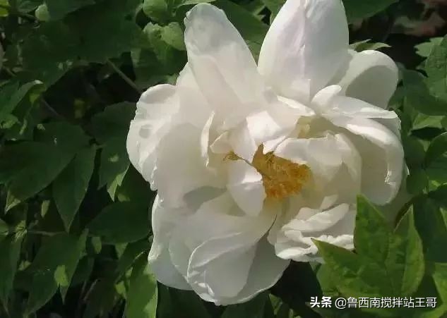 牡丹十大品种九大花系,牡丹进口品种图片及名称