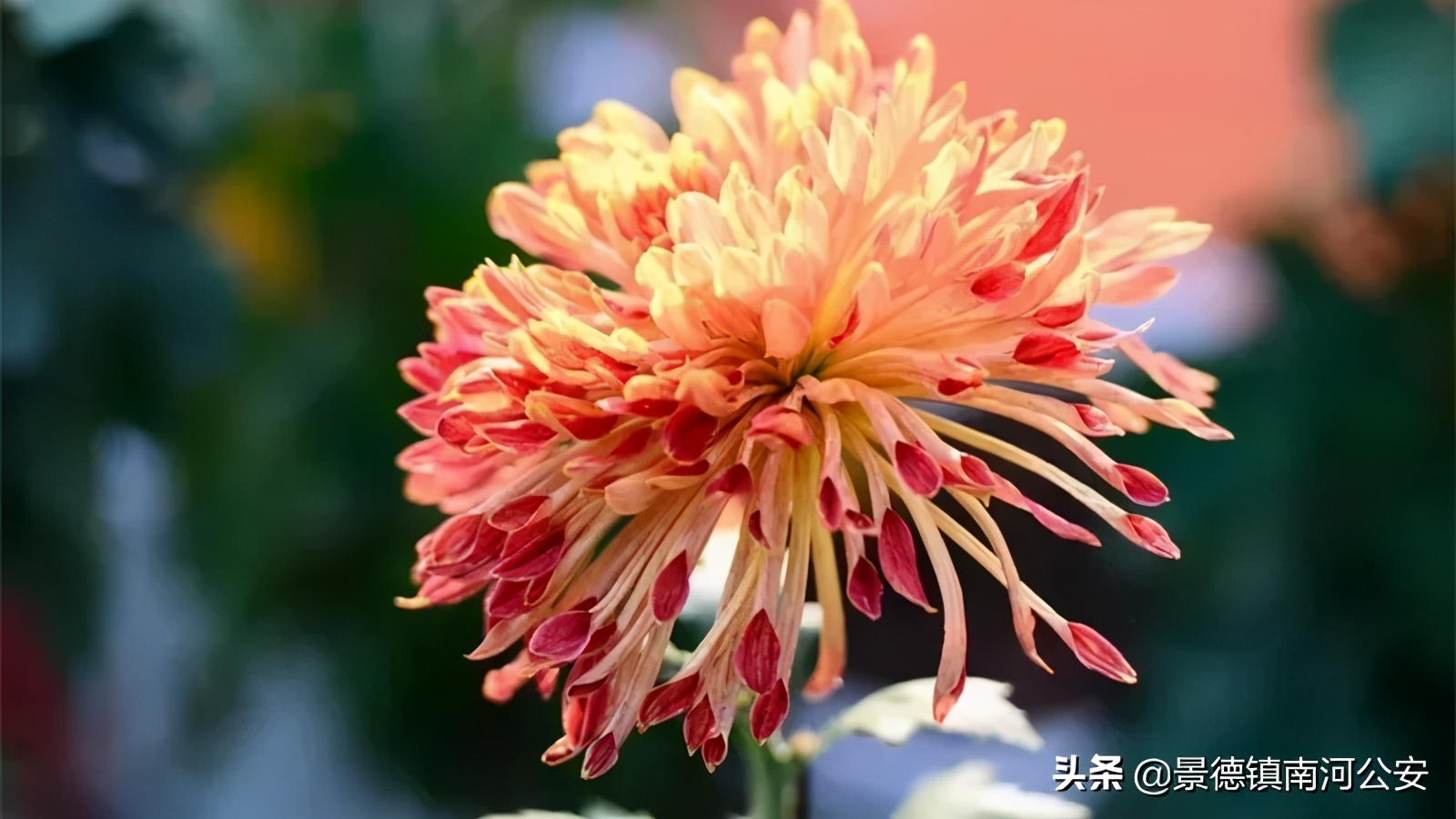 写菊花最美的10首诗词,关于秋日菊花的诗词