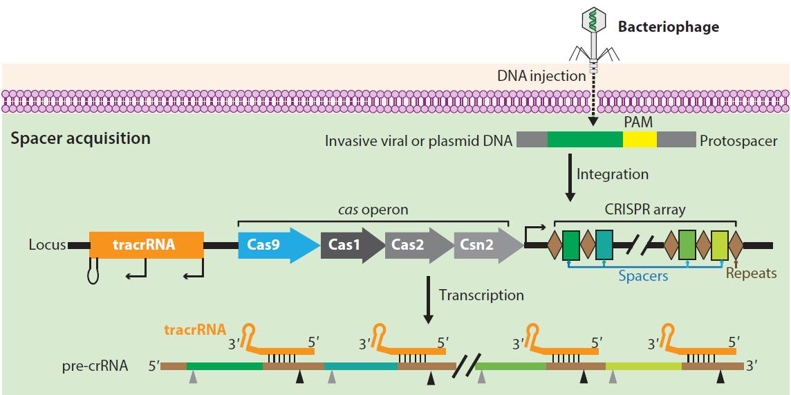 体内基因编辑和体外基因编辑,基因武器和基因编辑