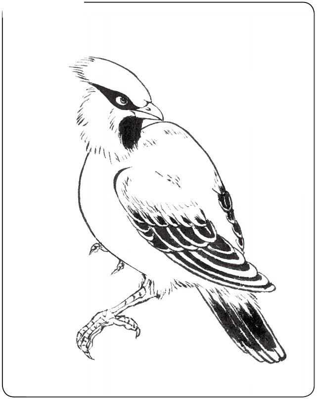 国画初学者入门步骤鸟禽,国画各种鸟类画法大全