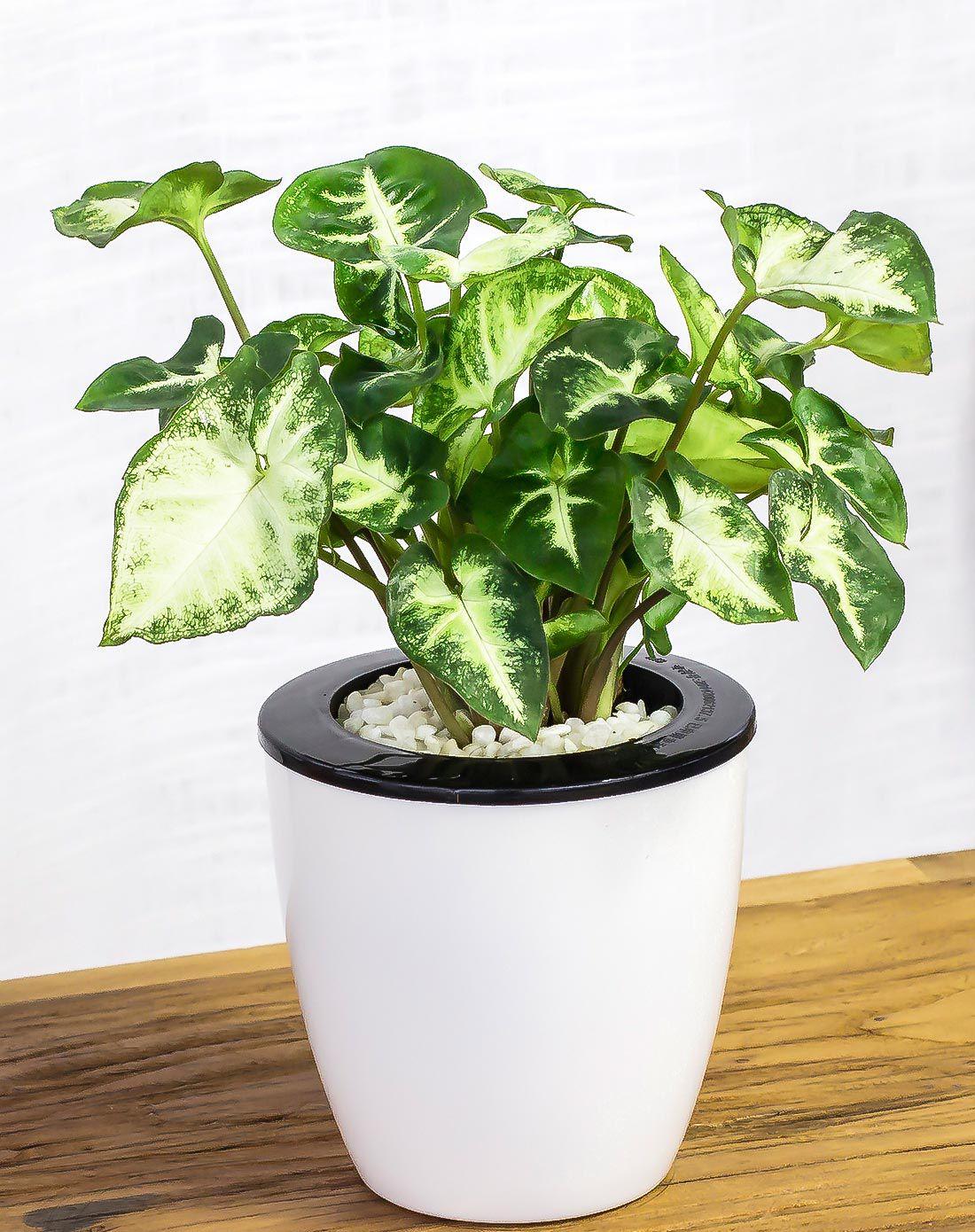 合果芋的养殖方法和注意事项,合果芋繁殖技巧后期怎么管理