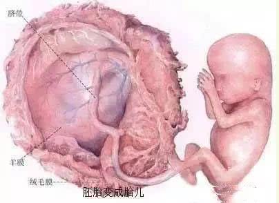 揭秘女人受精胎儿形成过程！十月怀胎就是生命最大的奇迹！