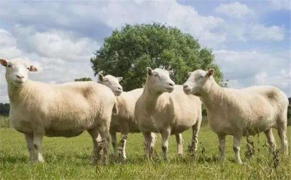 克隆羊以后还有克隆吗,你知道克隆羊为什么只活了三年吗