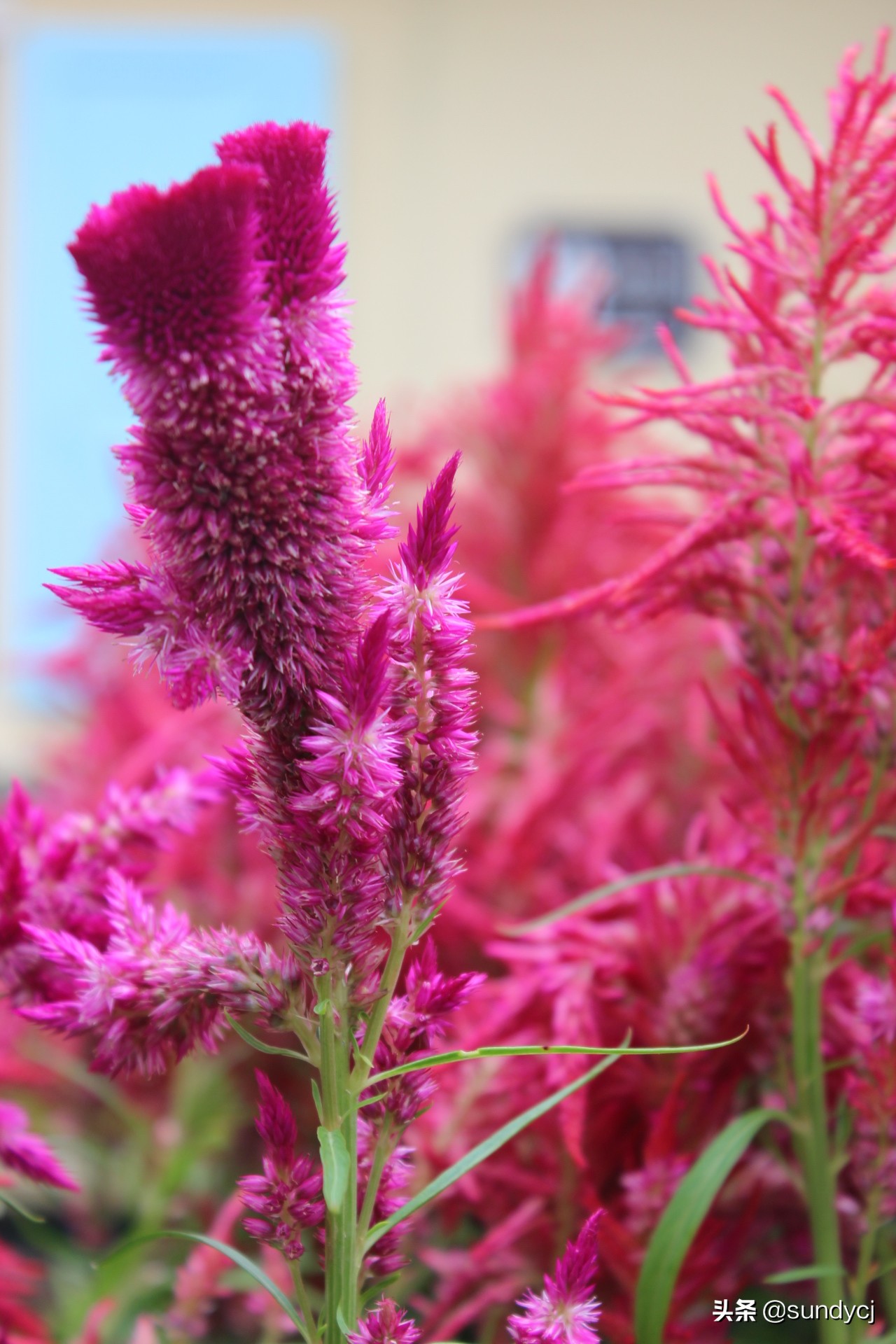 小奔奔,长安新能源奔奔自驾游西藏