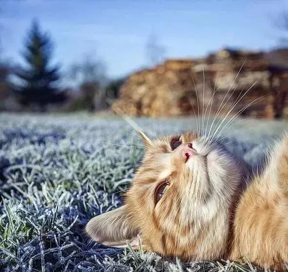 喵主子耳朵有多灵？千万别说猫咪的坏话，它都听见了