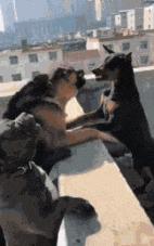 搞笑版的小萝莉,搞笑gif段子妹子你太皮了