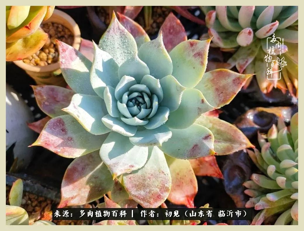 和多肉植物相伴,和多肉相处的心情