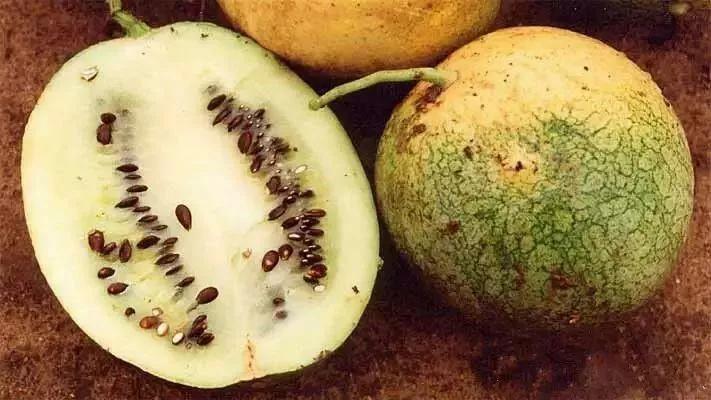 各种蔬菜水果祖先的样子,各种蔬菜祖先