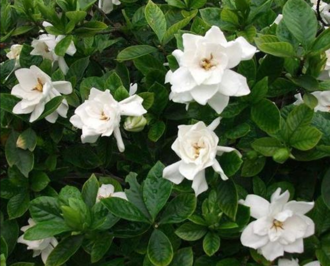 栀子花黄叶有什么管用的方法解决,栀子花黄叶怎么养护