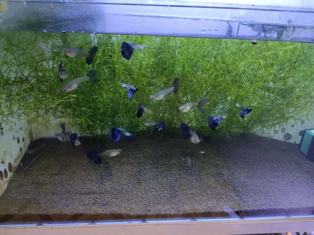 鱼缸里的观赏鱼老是死亡的原因,为什么养的小型观赏鱼每天都死