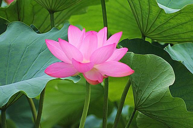 国花选哪种,国花的选定方式