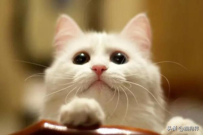 想要养猫的日常,想要养猫养狗无烦恼