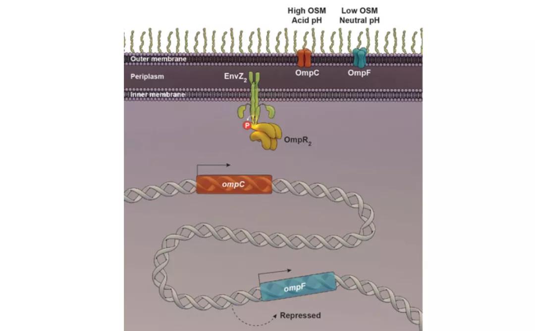 TOR:开启研究细胞生长代谢的大门|“诺奖值得”系列