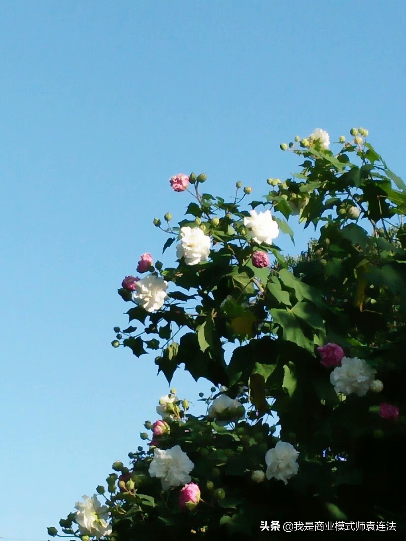 小白兔电商背后的故事,小白兔骗局揭秘