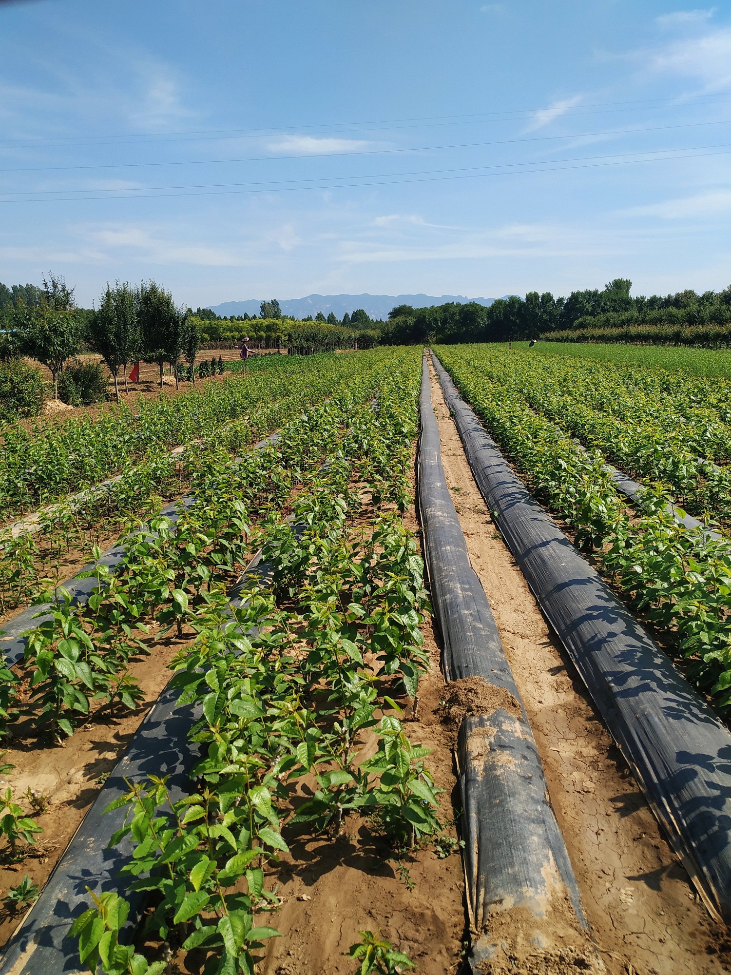 高温对樱桃影响,高温对苹果花的影响