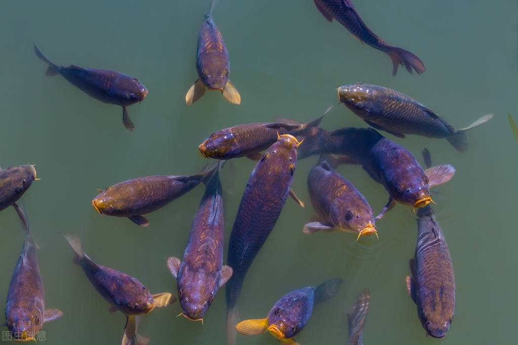 观赏鱼购买指南和注意事项,网上买观赏鱼去哪个程序买好