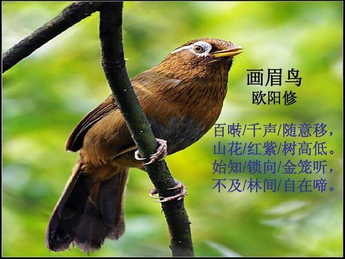 画眉不叫用什么饲料好,画眉科普知识