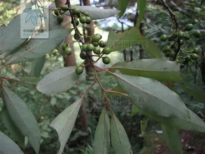 黑胡椒白胡椒香料介绍,山胡椒怎么分白胡椒和黑胡椒