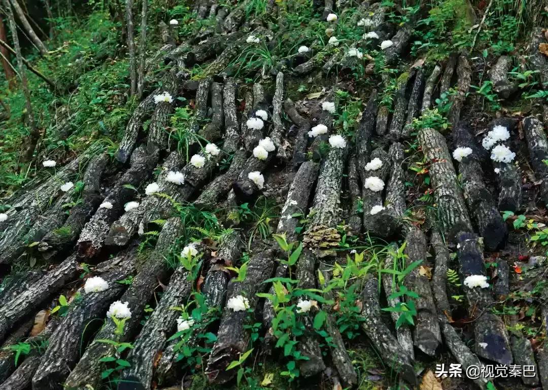 今天,我要夸夸我的通江县