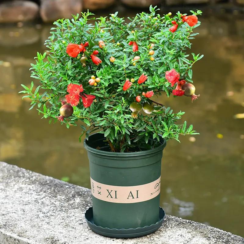 几种吉祥富贵的植物,最适合家里养的十大开花植物