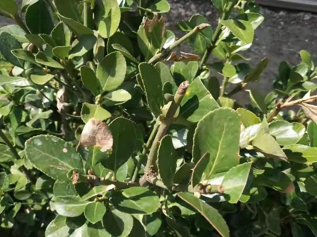 大叶黄杨黄叶病,大叶黄杨修剪过后叶片有枯斑