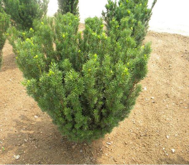 曼地亚红豆杉和欧洲红豆杉,曼地亚红豆杉和南方红豆杉