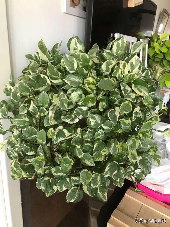 养花旺宅四种植物,十大最适合浇土的绿植