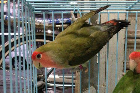 普兰牡丹鹦鹉是头类还是面类,面类牡丹和头面牡丹鹦鹉如何区分