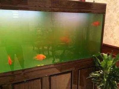 草缸藻类及除藻方法,草缸预防藻类