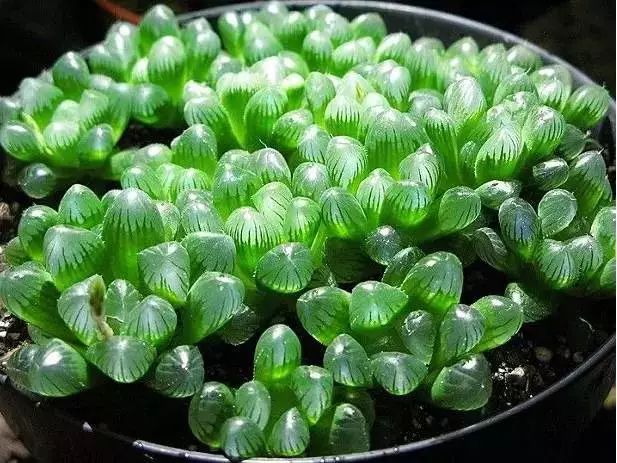 多肉早安图片大全,多肉大全100图