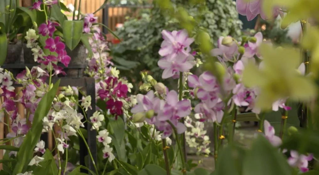 致富经：一株草要价上百万？兰花让我一夜暴富